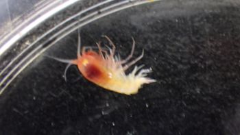 Media type: image;   Invertebrate Zoology 148163 Description: Live specimen.;